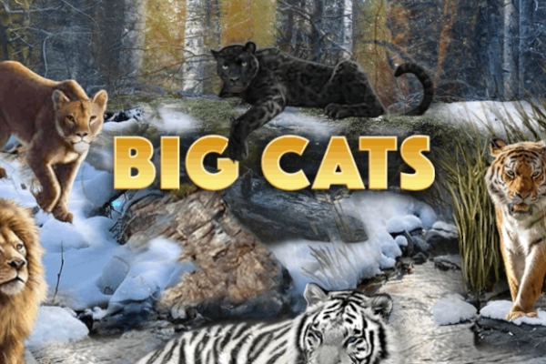 Big Cats free demo play